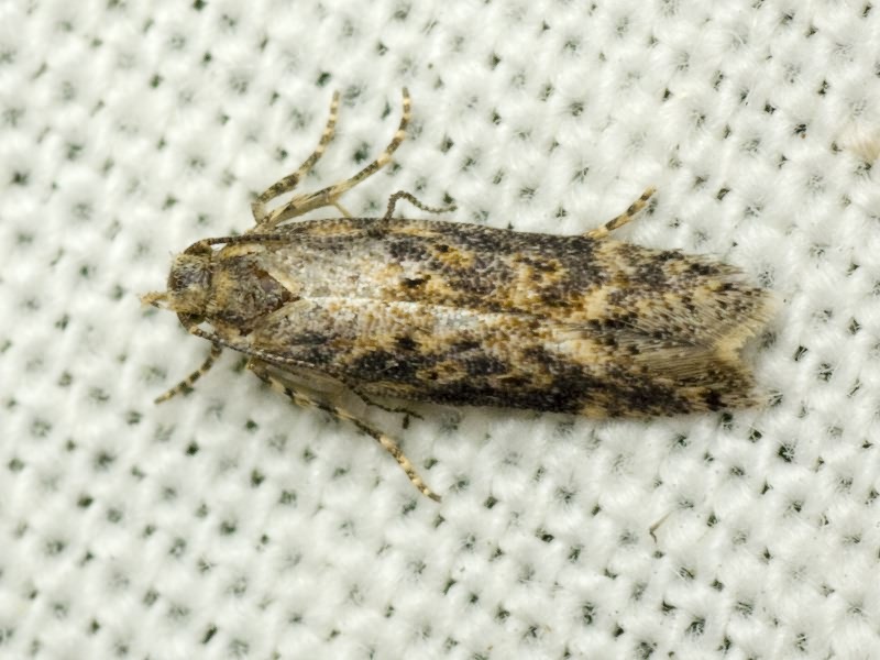 Lepidoptera